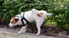 Cum să învățați un câine la toaletă pe stradă